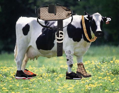 gucci cows|Gucci the cow food.